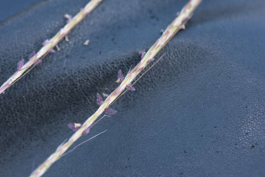 Image of Caucasian bluestem