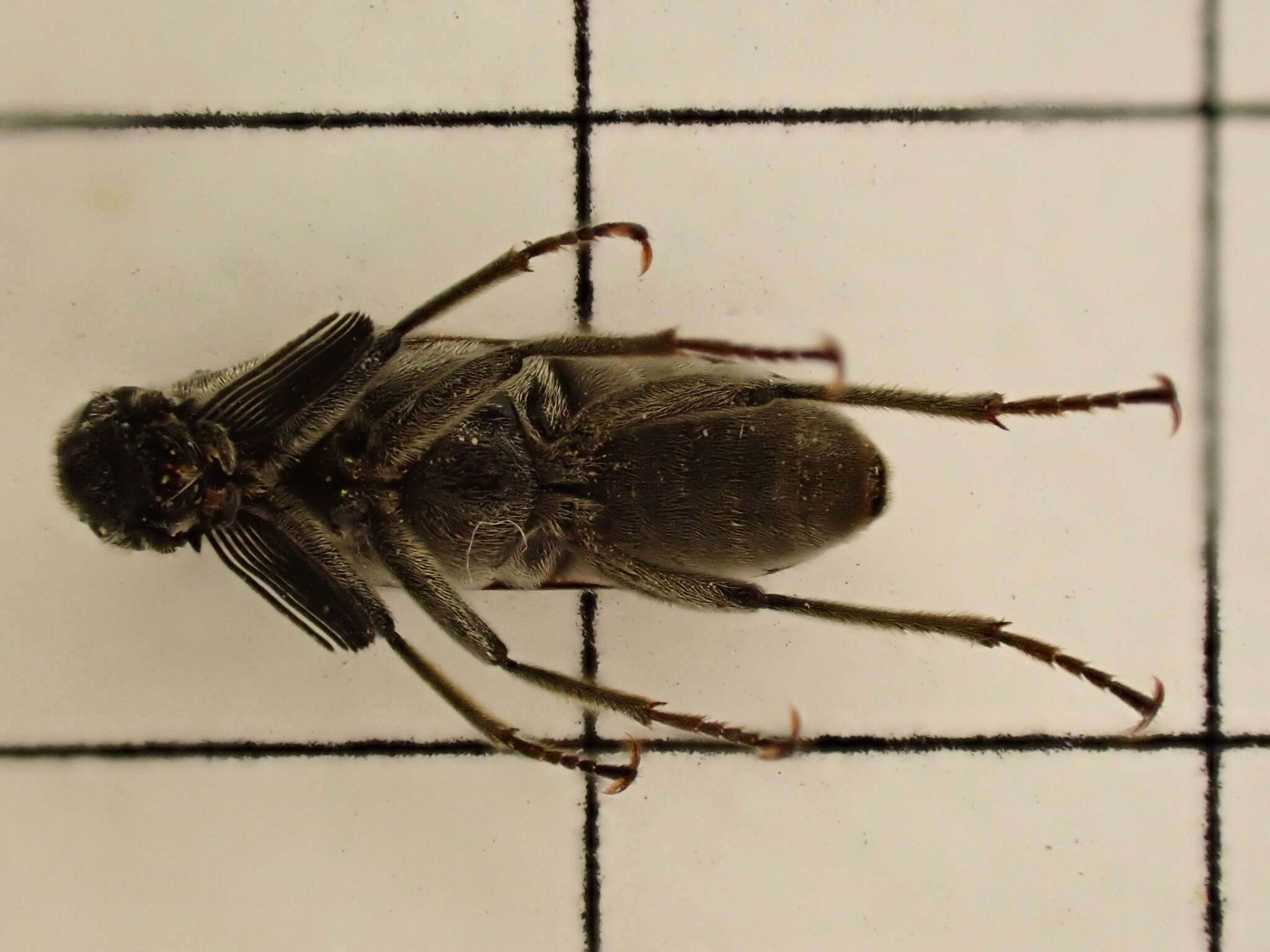 Image of Ptilophorus dufouri