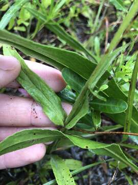 Image of eastern whiteflower beardtongue