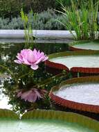 Image of giant waterlily