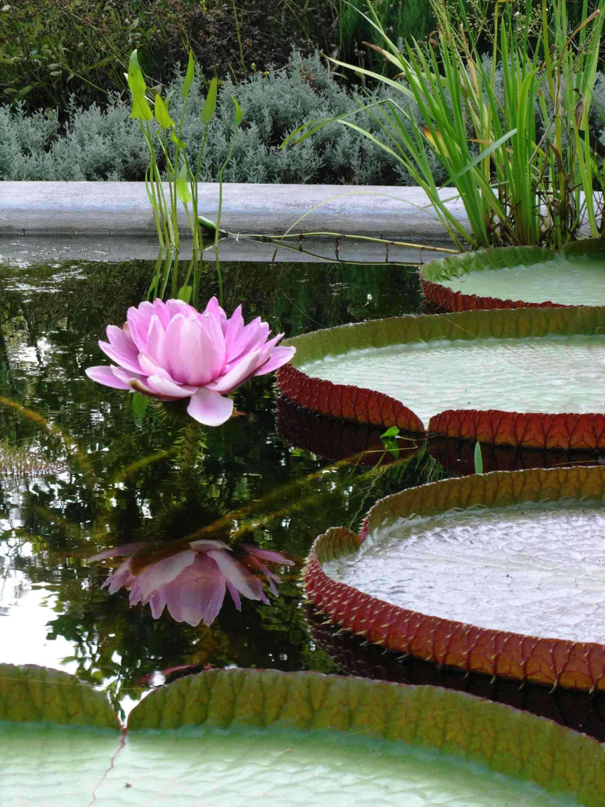 Image of giant waterlily