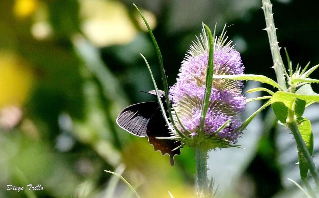 صورة Parides bunichus (Hübner 1821)