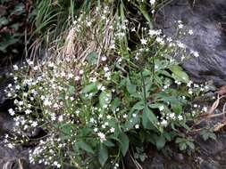 Image of <i>Valeriana tripteris</i>