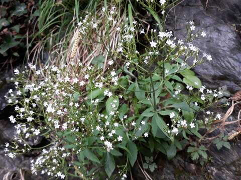 Image of <i>Valeriana tripteris</i>