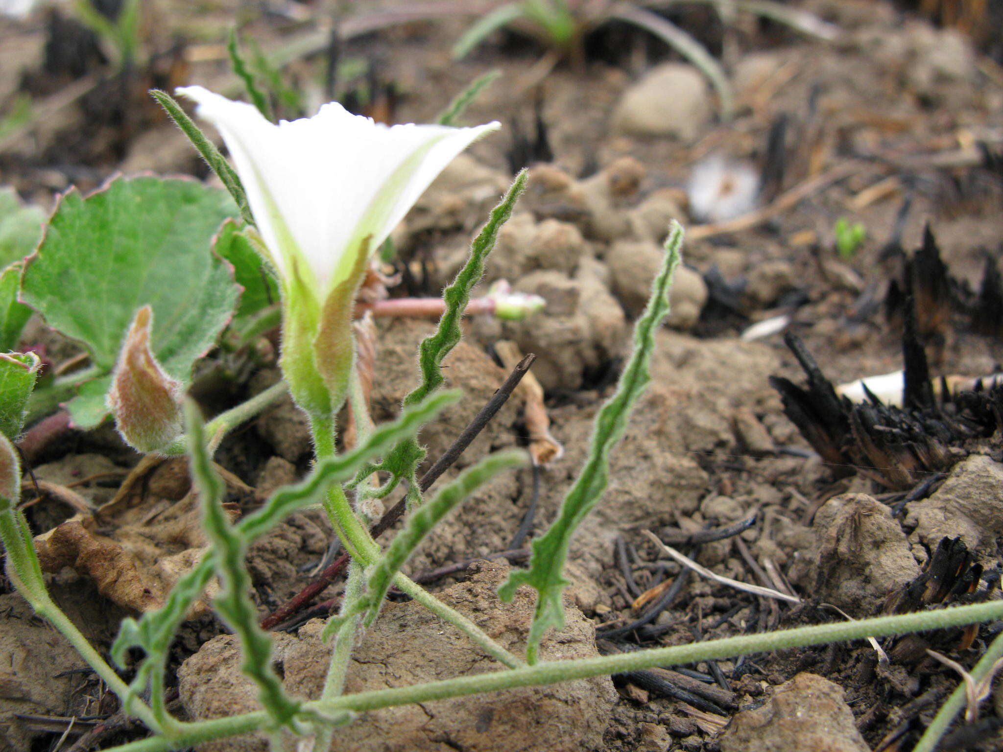 Sivun Convolvulus natalensis Bernh. kuva