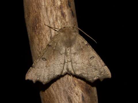 Image of scalloped hazel