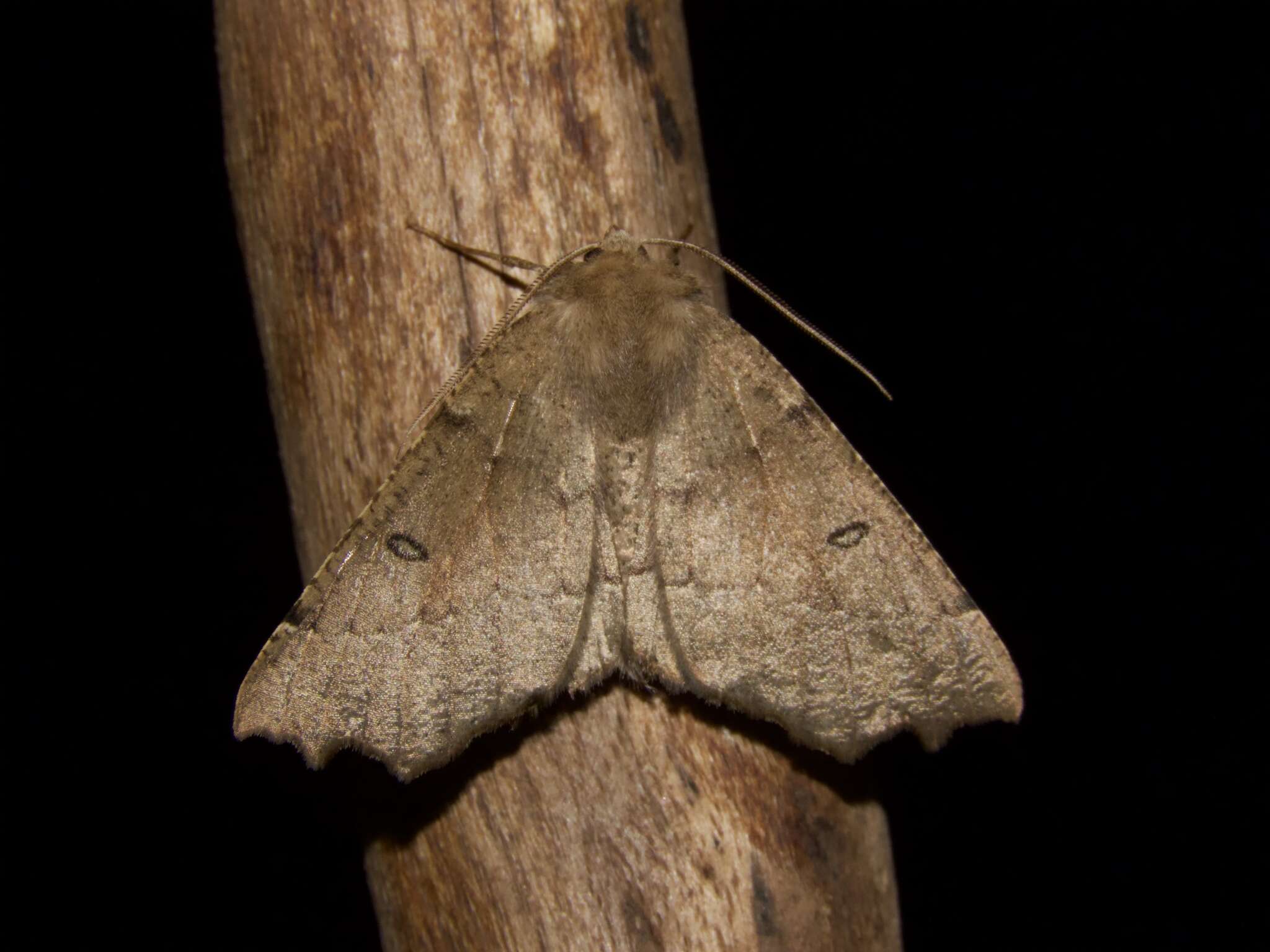 Image of scalloped hazel