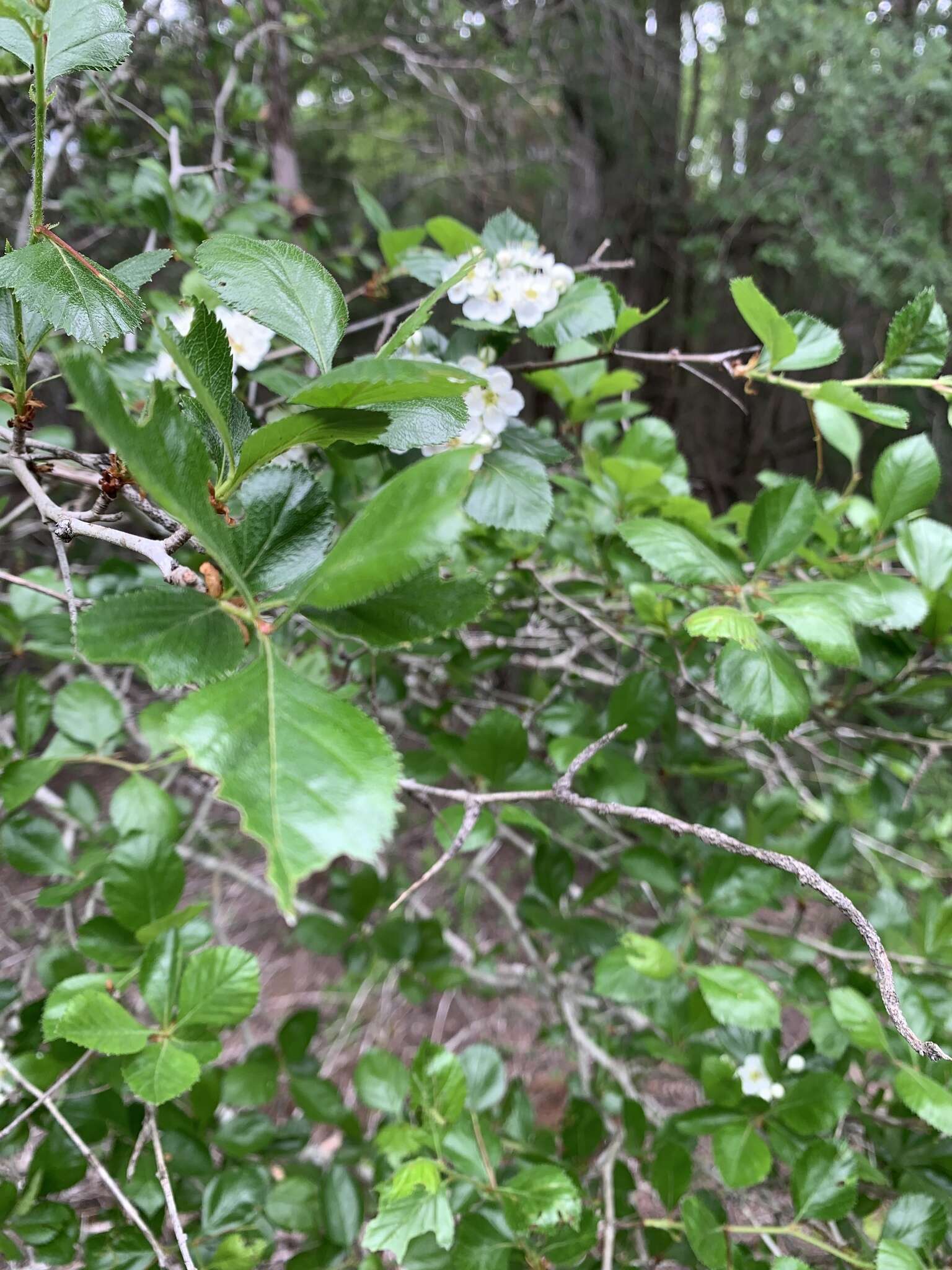 Image of Tracy's hawthorn