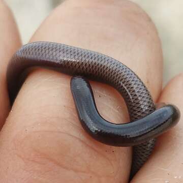 Image of Indotyphlops Hedges, Marion, Lipp, Marin & Vidal 2014