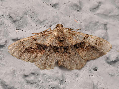 Image of Psilalcis galsworthyi Sato 1996