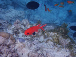 Image of Immaculate Squirrelfish