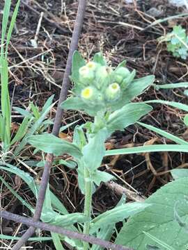 Image of Erigeron variifolius Blake