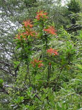 Слика од Embothrium coccineum J. R. Forster & G. Forster