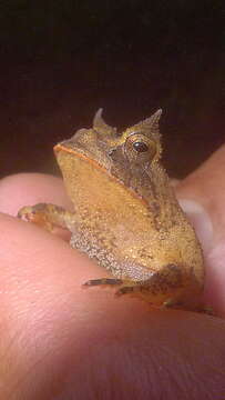 Image of Boie's Frog