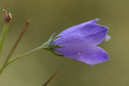 Image of Campanula martinii F. Fen., Pistarino, Peruzzi & Cellin.