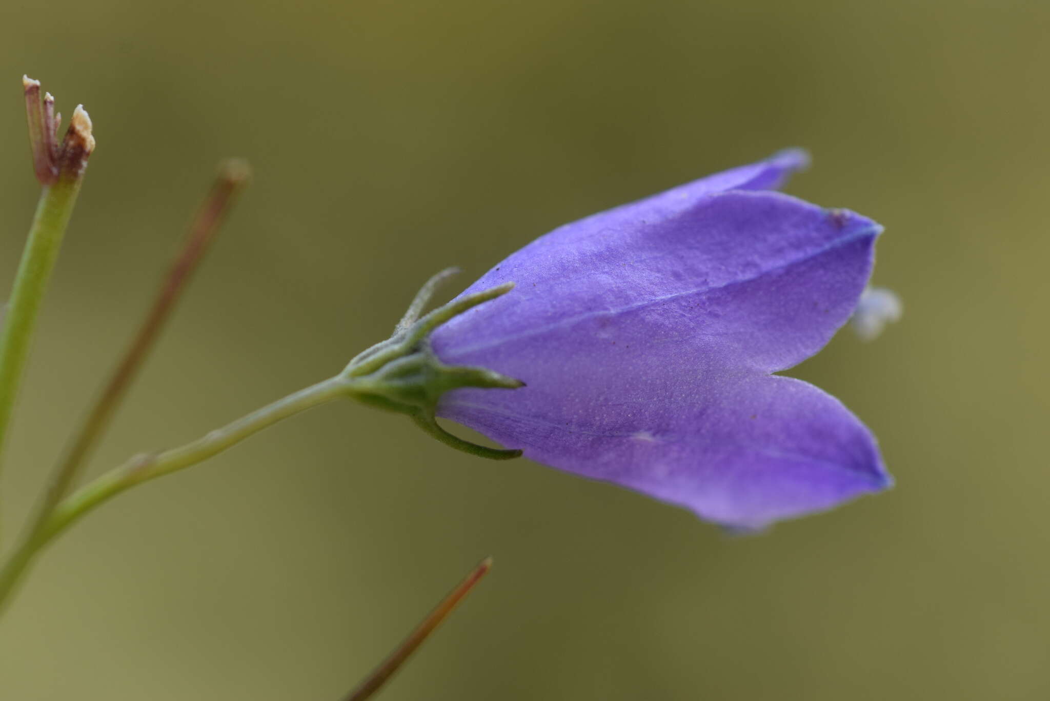 Image of Campanula martinii F. Fen., Pistarino, Peruzzi & Cellin.