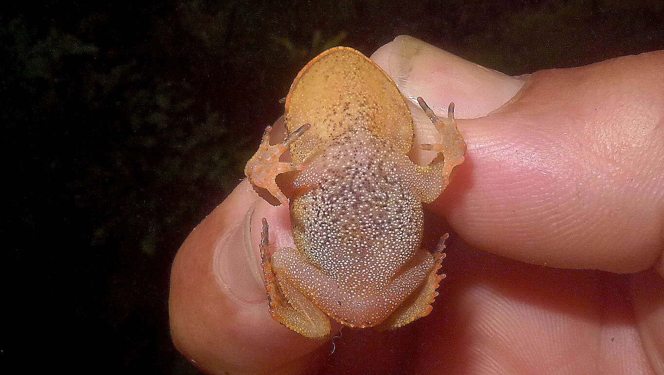 Image of Boie's Frog