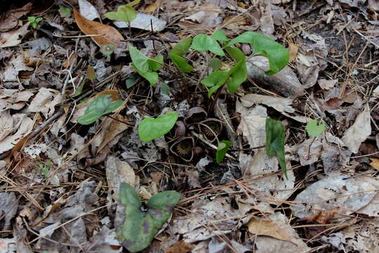 Image de Hexastylis speciosa Harper