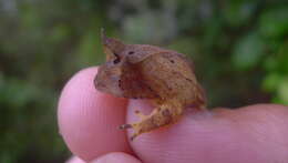 Image of Boie's Frog