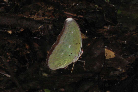 Euphaedra eupalus Fabricius 1782 resmi