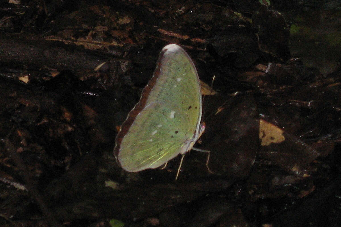 Image of Western Blue-banded Forester