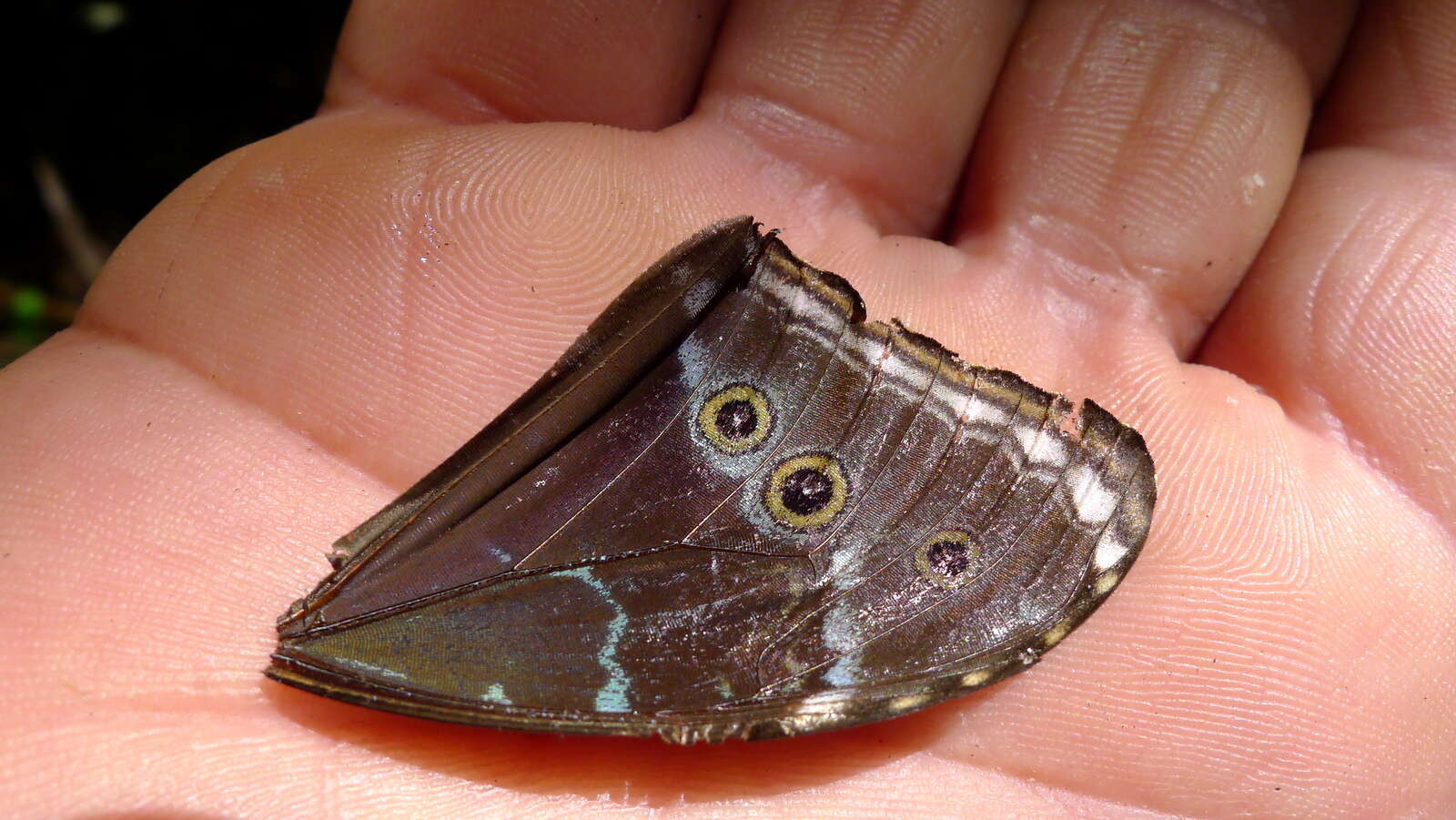 Morpho helenor Cramer 1782的圖片