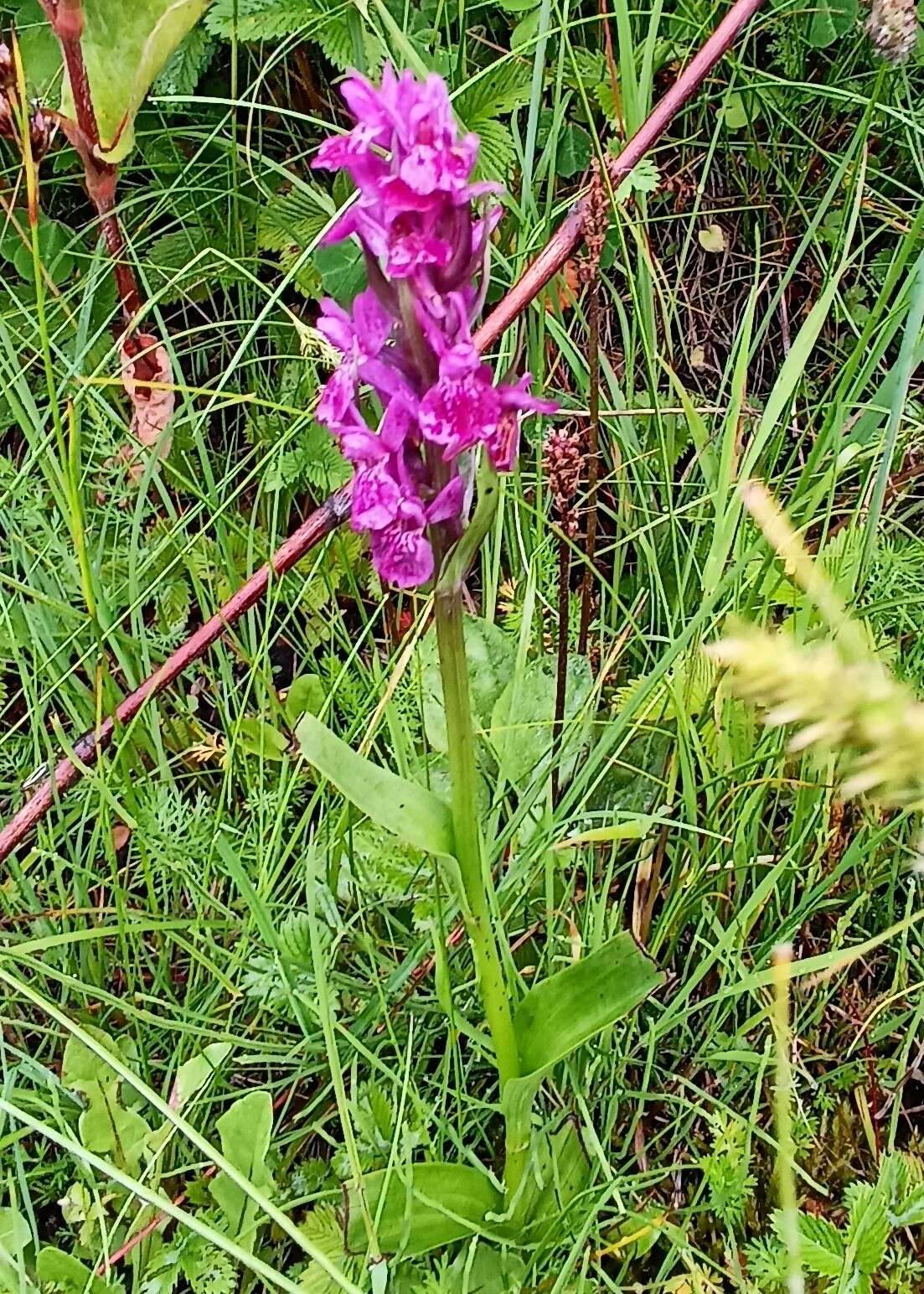 Image of Dactylorhiza hatagirea (D. Don) Soó