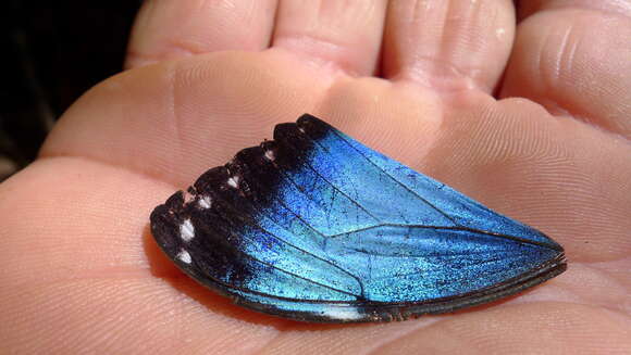 Morpho helenor Cramer 1782的圖片