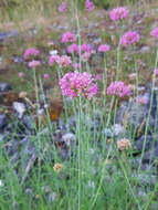 Image of Centranthus angustifolius (Miller) DC.