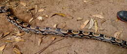 Boa constrictor Linnaeus 1758 resmi