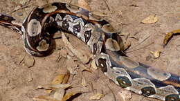 Boa constrictor Linnaeus 1758 resmi