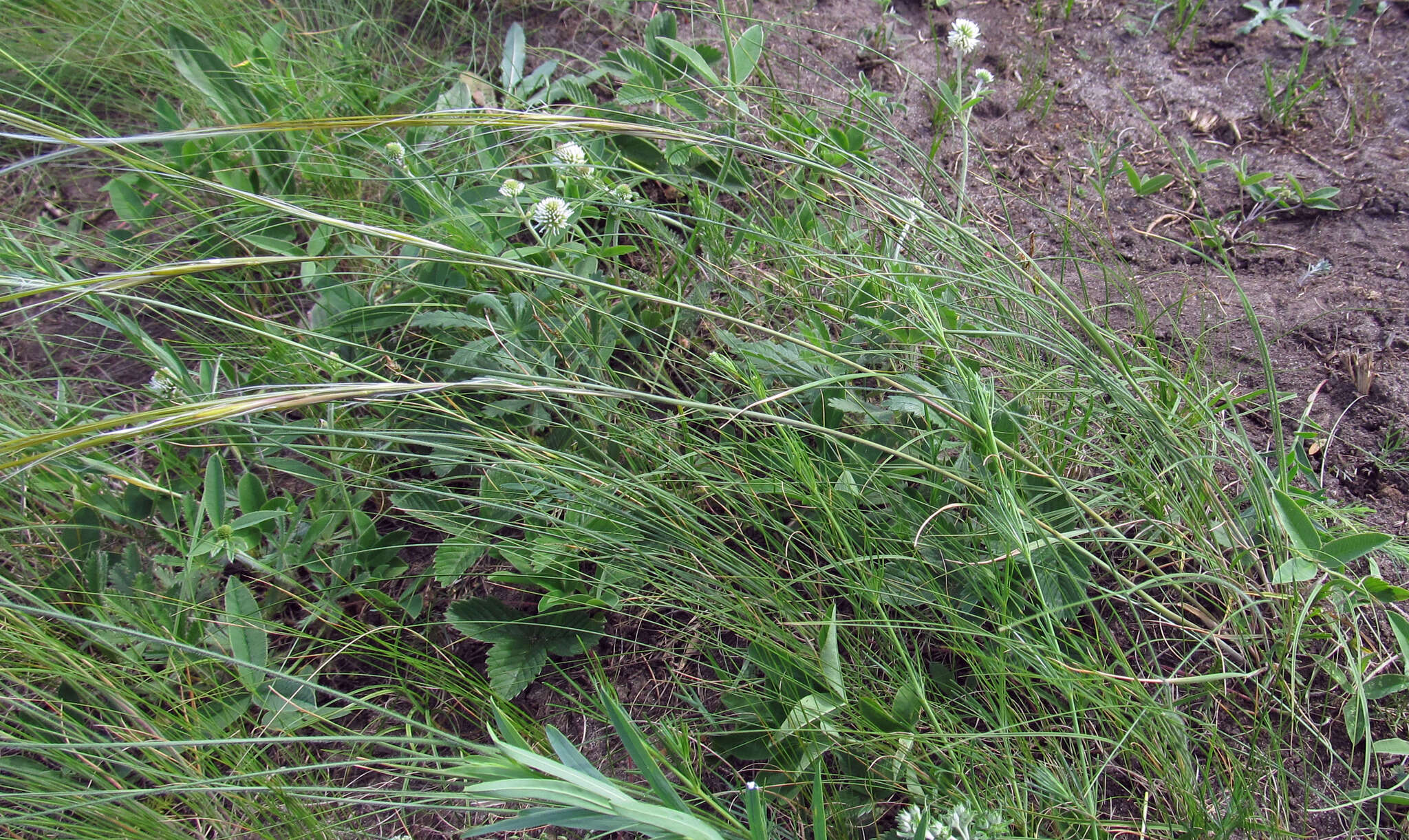 Sivun Stipa dasyphylla (Lindem.) Czern. ex Trautv. kuva