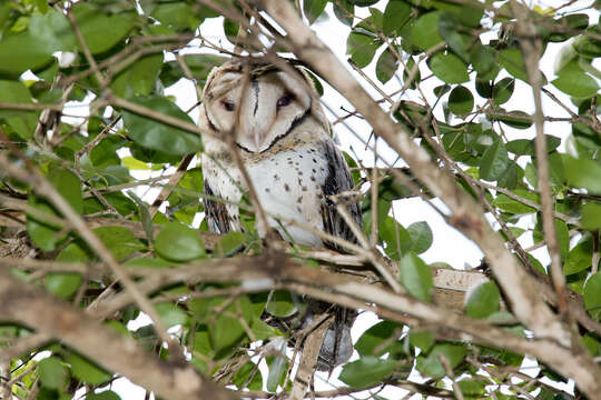 Image of Australian Masked Owl