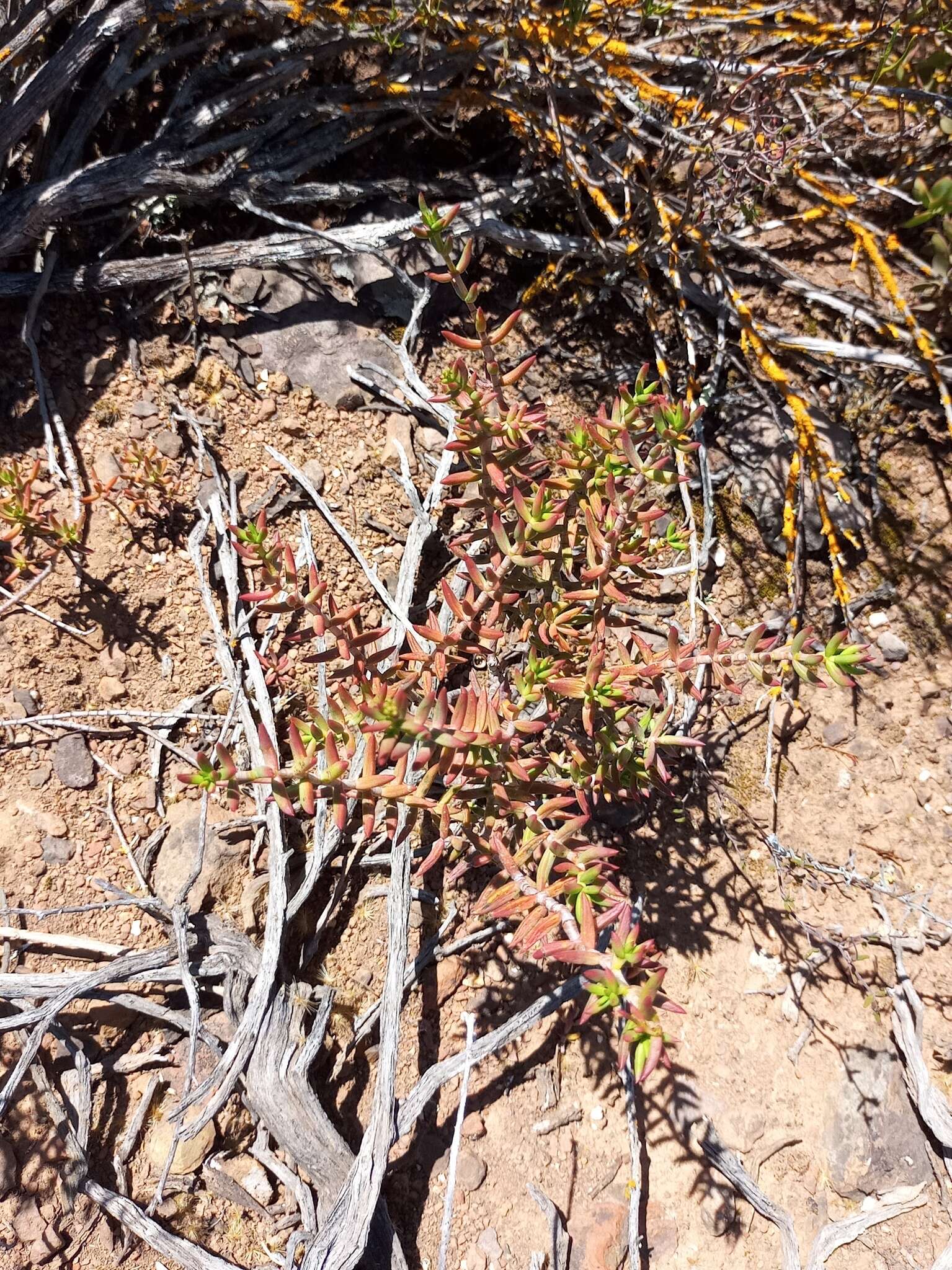 Crassula tetragona subsp. lignescens Tölken resmi