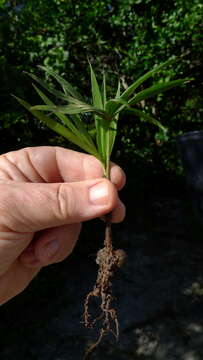 Image of Assai palm