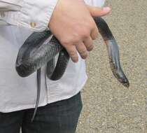 Image of Indigo Snake