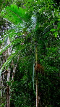 Image of Assai palm