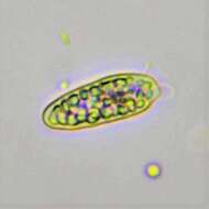 Image de Cryptomonas paramecium