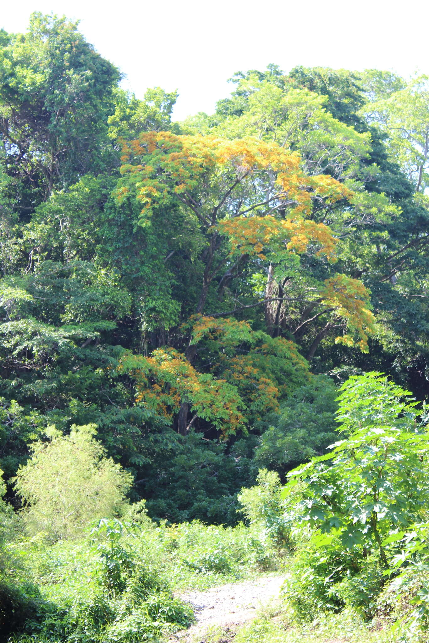 Plancia ëd Pterocarpus rohrii Vahl