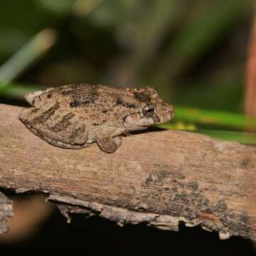 Image of Mato Grosso Snouted Treefrog