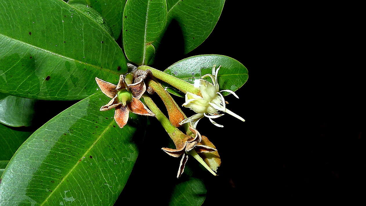 Image of Manilkara dardanoi Ducke