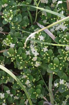 Image of Dune myrtle