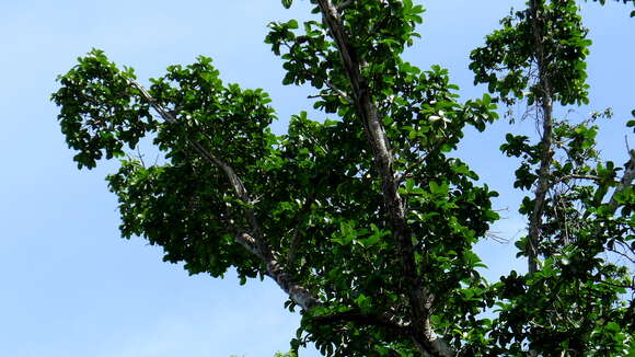 Image of Ficus cyclophylla (Miq.) Miq.