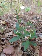 Rhinacanthus zambesiacus I. Darbysh. resmi