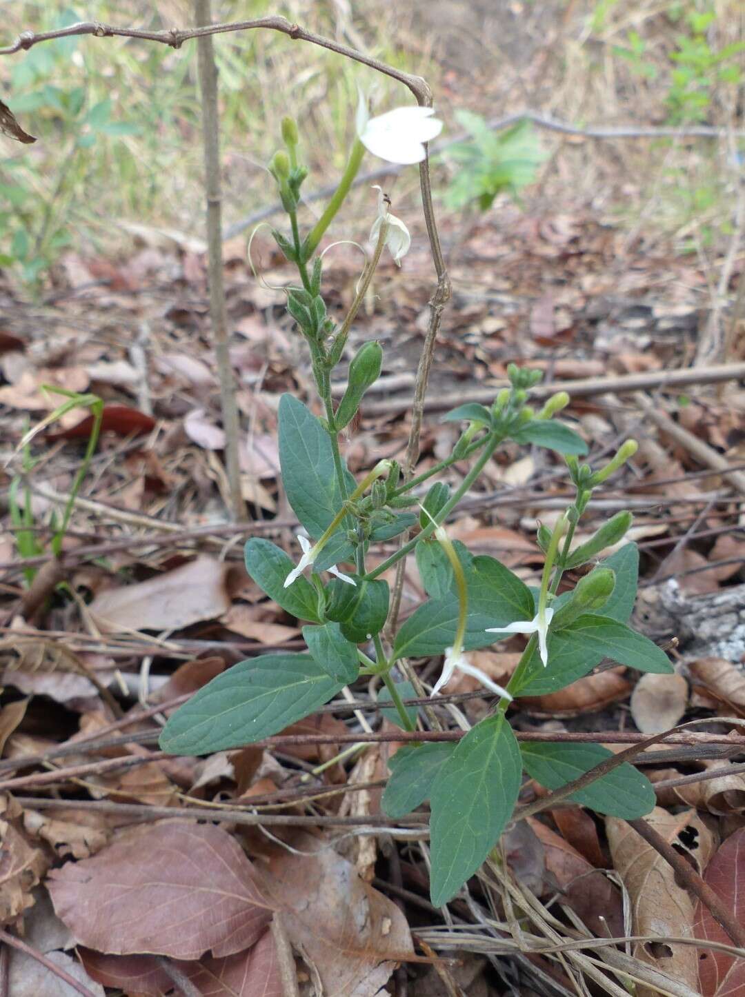 Rhinacanthus zambesiacus I. Darbysh. resmi