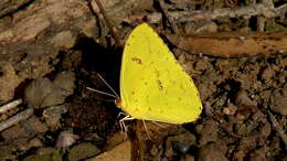 صورة Phoebis philea (Linnaeus 1763)