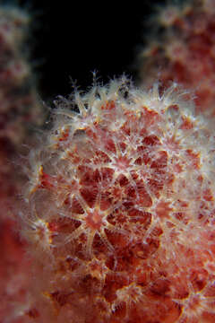 Imagem de Alcyonium bocagei (Saville Kent 1870)