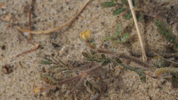 Image of California caltrop