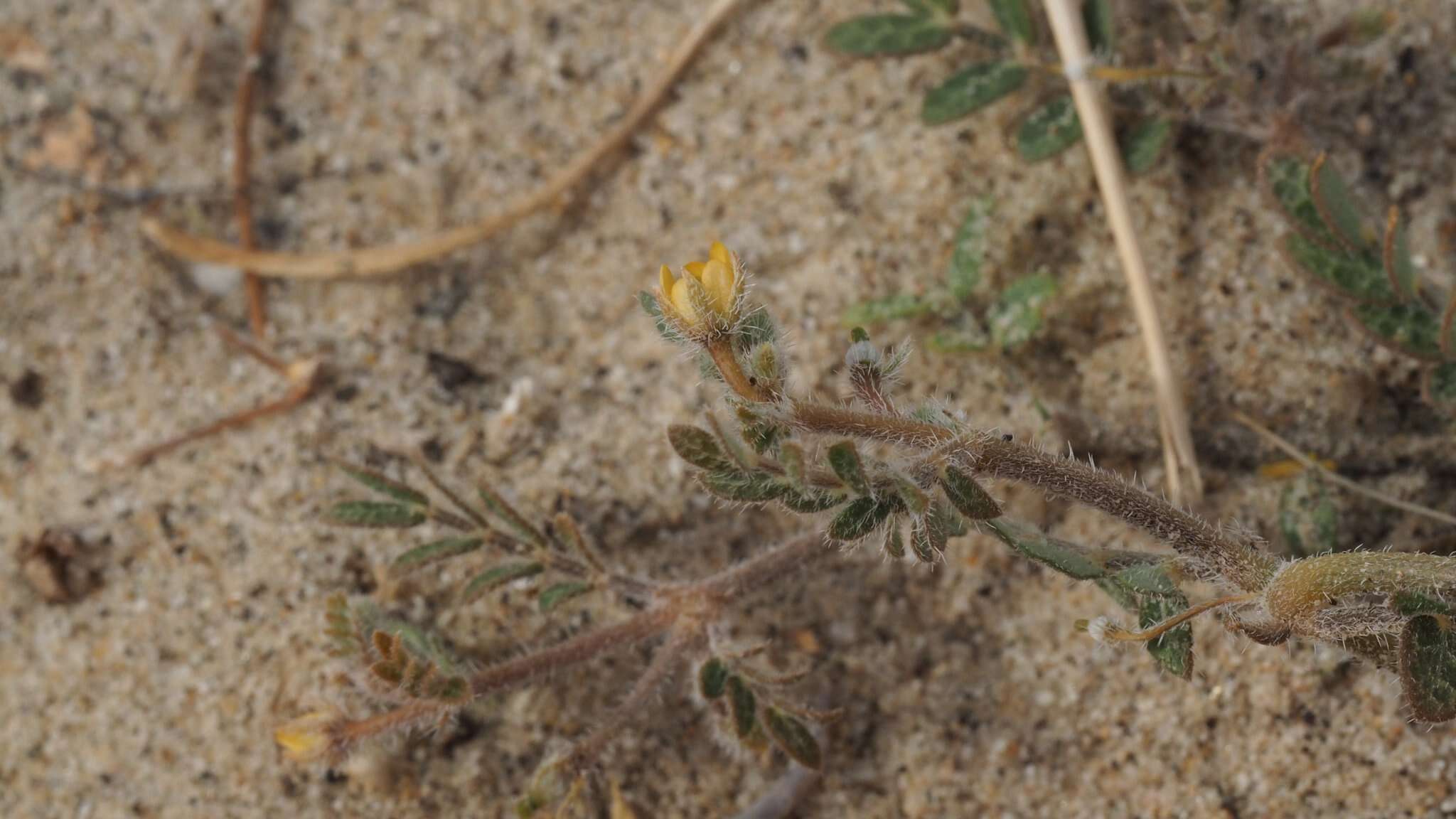 Image de Kallstroemia californica (S. Wats.) Vail