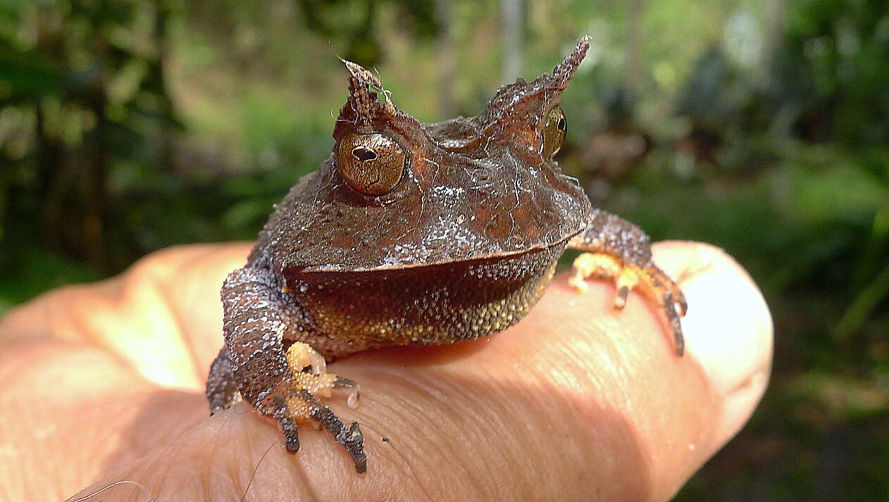 Image of Boie's Frog